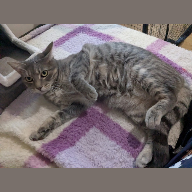 Photo of Cherry