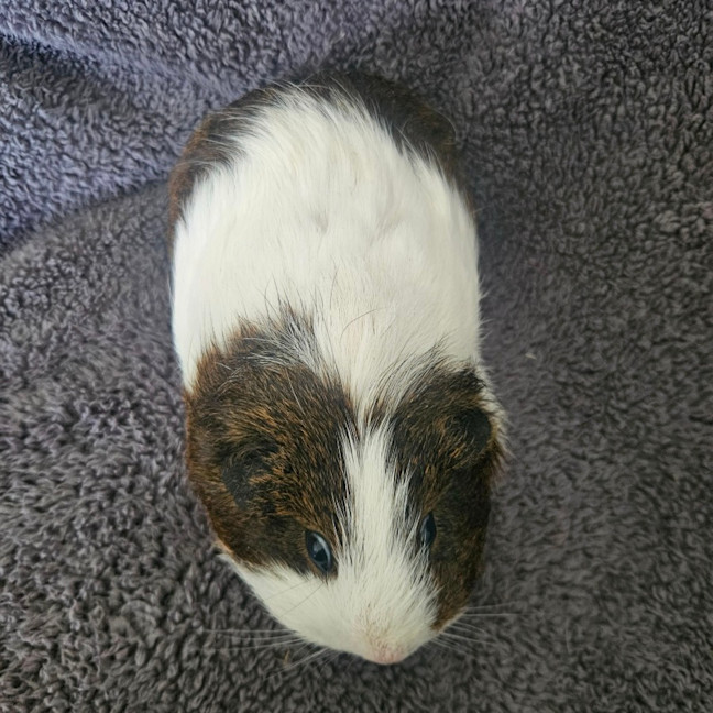 Photo of Muffin 