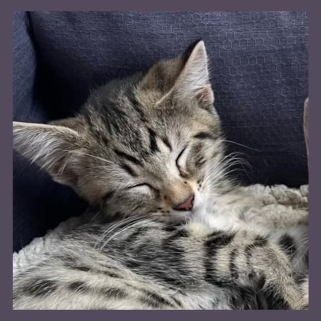 Photo of Monty
