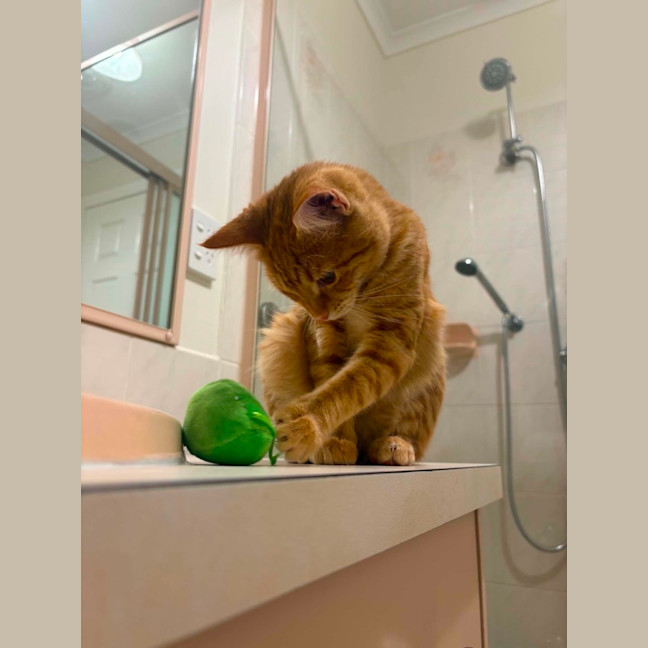 Photo of Gingy