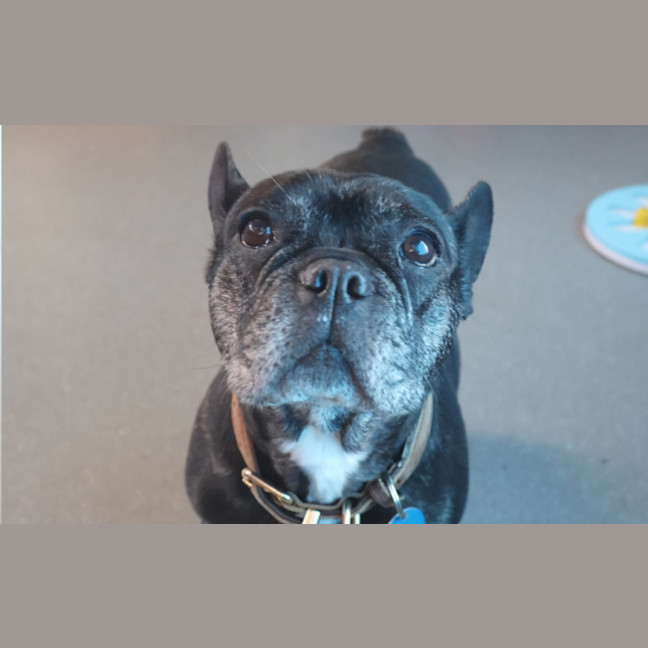 Photo of Coco 