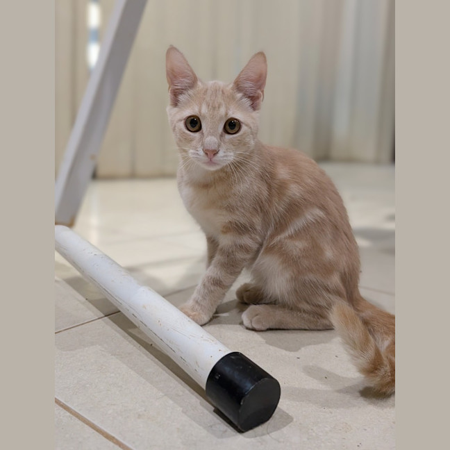 Photo of Biscotti