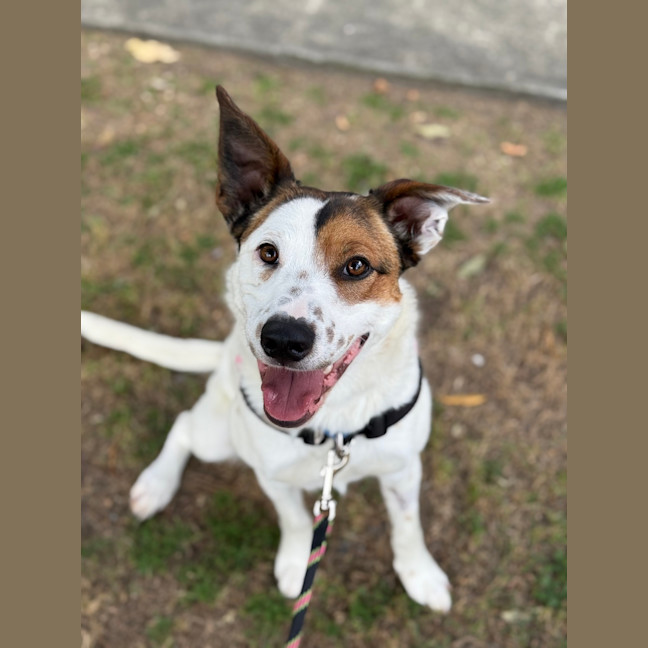Photo of Rosie