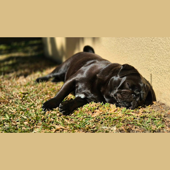 Photo of Lulu 