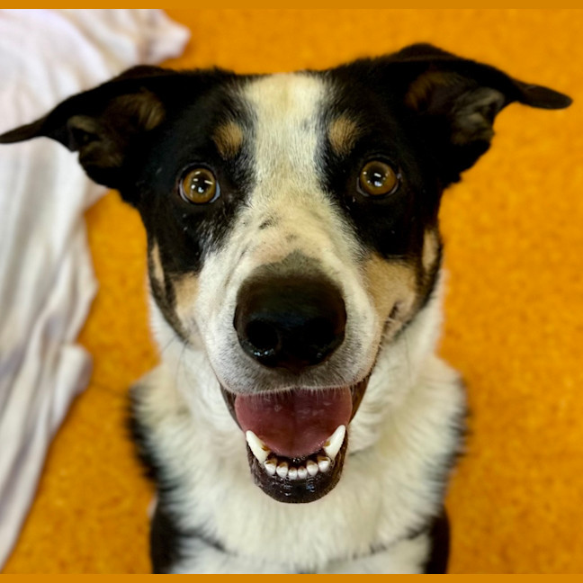 Photo of Comet