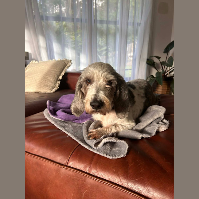 Photo of Rocky