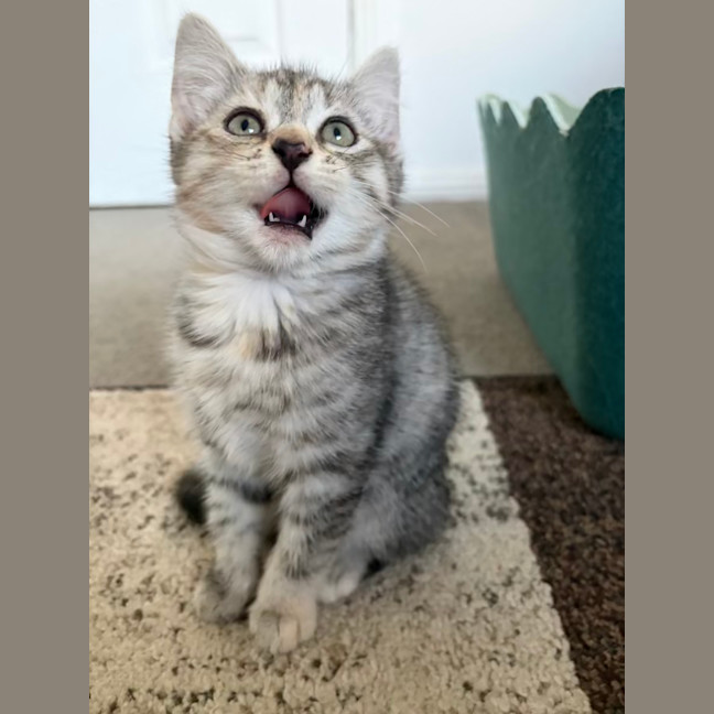 Photo of Nutmeg
