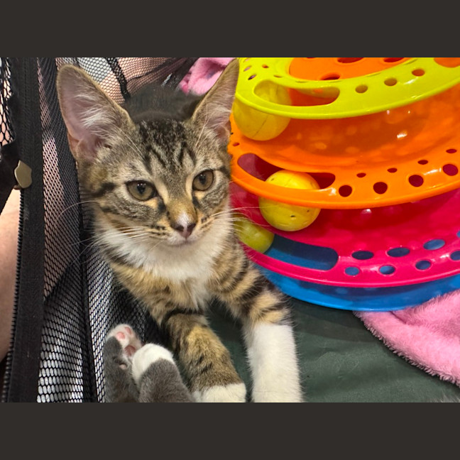 Photo of Peanut