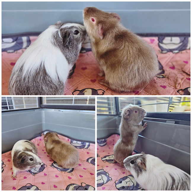 Photo of Marmalade & Marshmallow