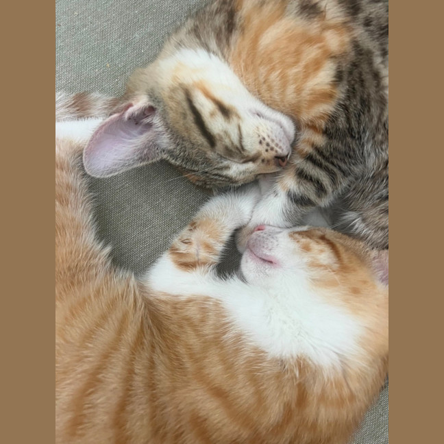 Photo of Maple & Olive