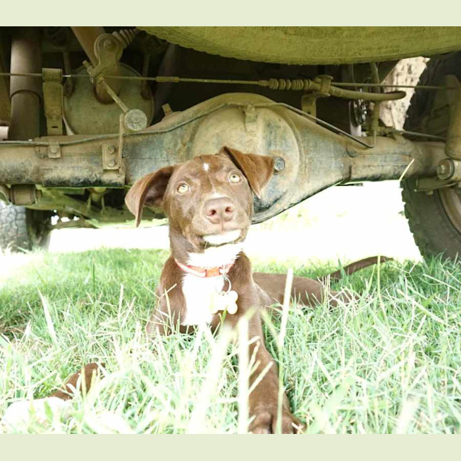 Photo of Scotch