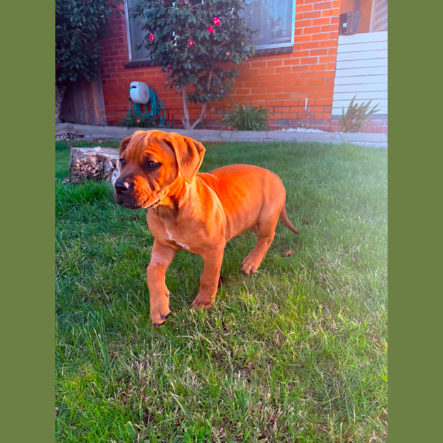 Photo of Ivy