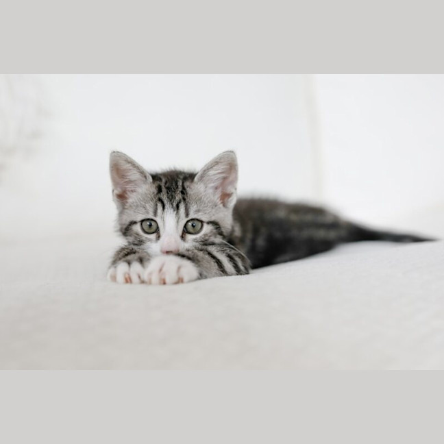 Photo of Jasper