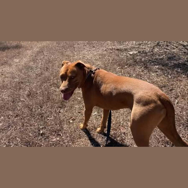 Photo of Toby