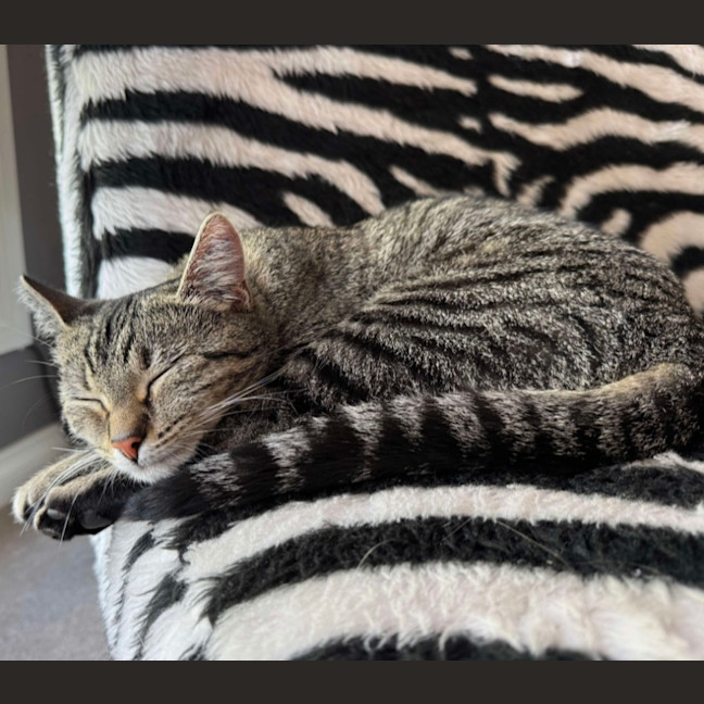 Photo of Sunny 