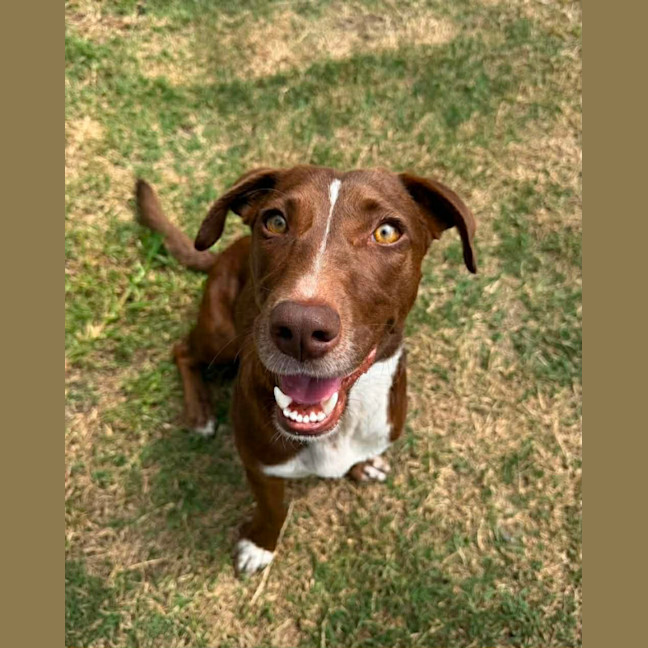 Photo of River   2 Year Old Dachshund X Kelpie