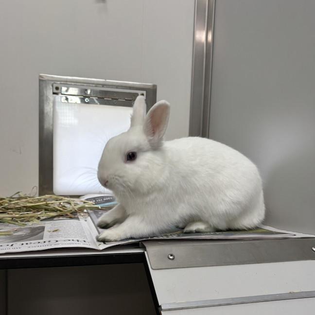Photo of Gumdrop