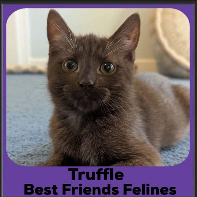 Photo of Truffle 