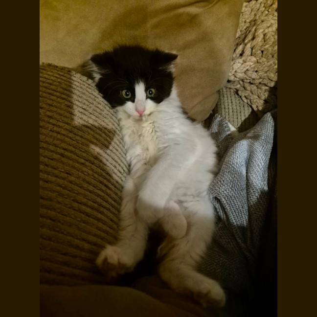 Photo of Daisy