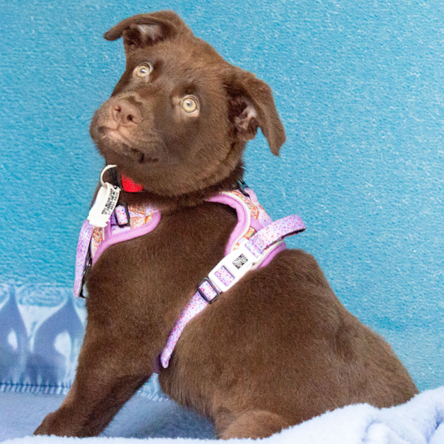 Photo of Truffle