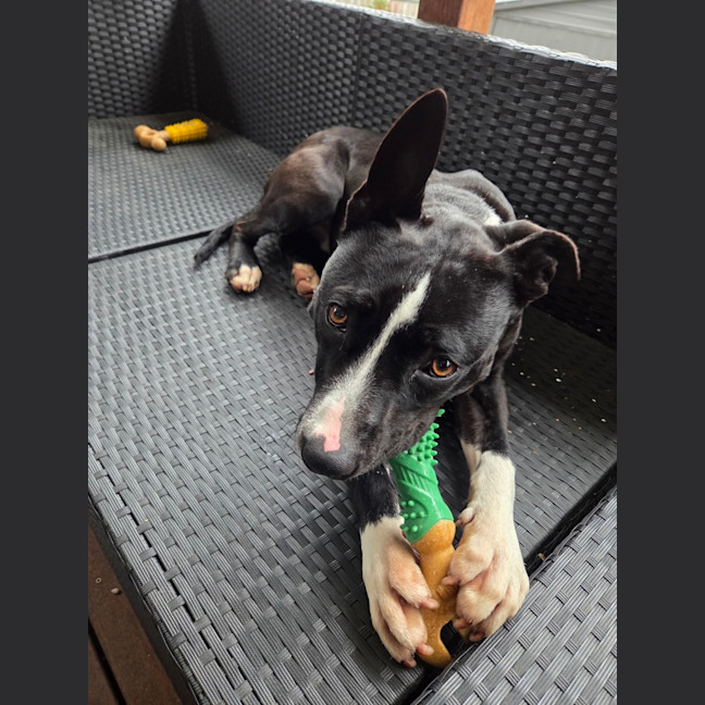 Photo of Milo