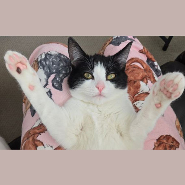 Photo of Furry
