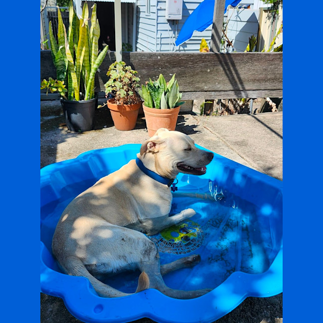 Photo of Chilli   22 Month Old Staffy X