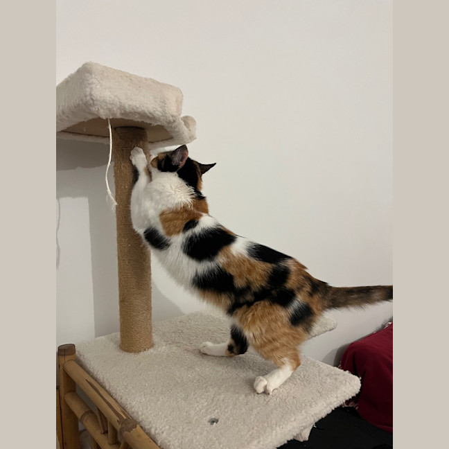 Photo of Missy