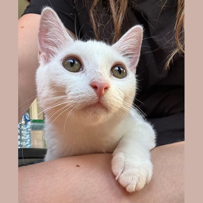 Photo of Cauliflower