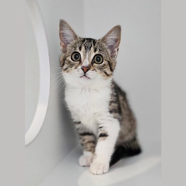 Photo of Patches Now Gypsy