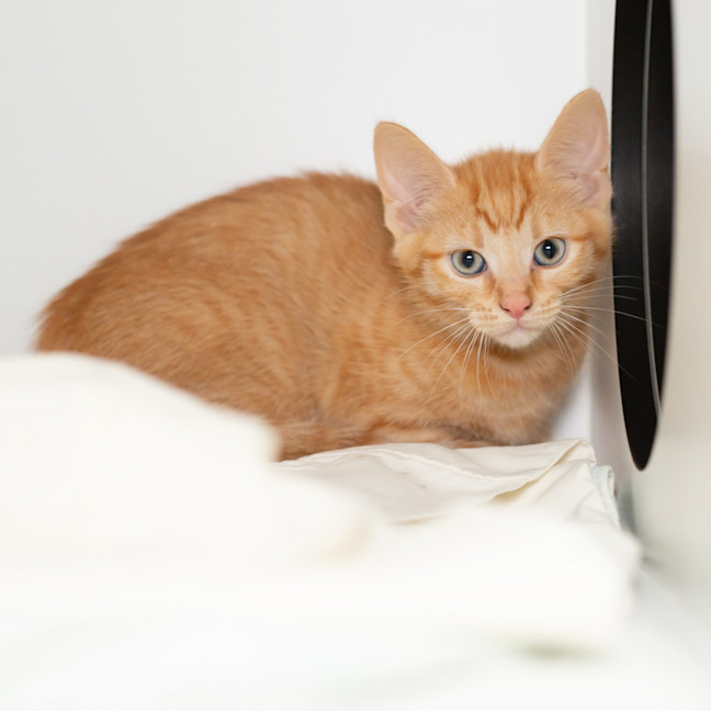 Photo of Persephone