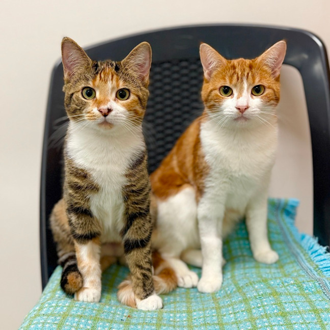 Photo of Mila & Mitzy