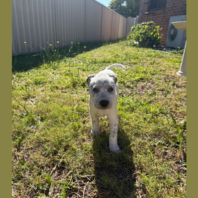 Photo of Bluey   9 Week Old Cattle Dog X