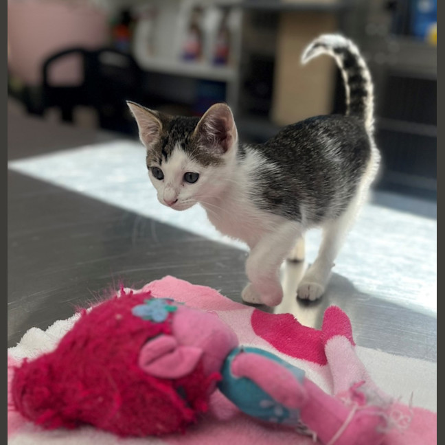 Photo of Mazda (8923)