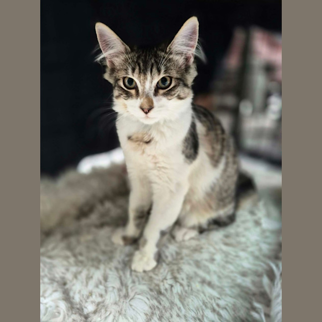Photo of Henry  Upston** 2nd Chance Cat Rescue **