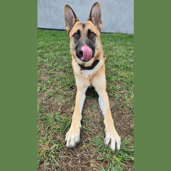 Photo of Pippa (68658)