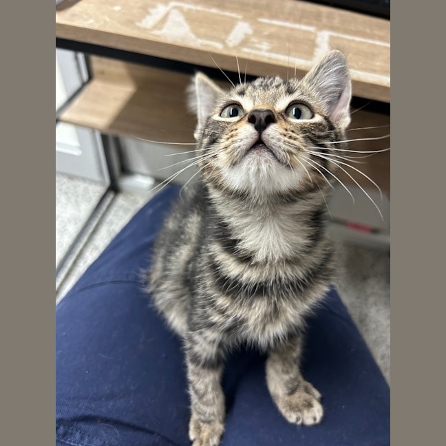 Photo of Stitch
