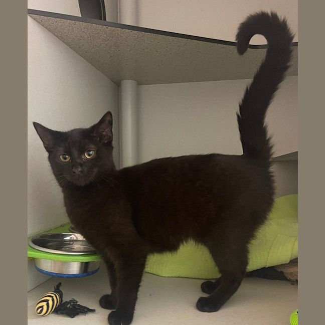 Photo of Diamond