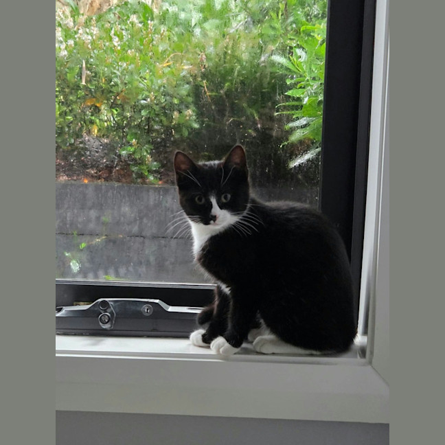 Photo of Skatteboo