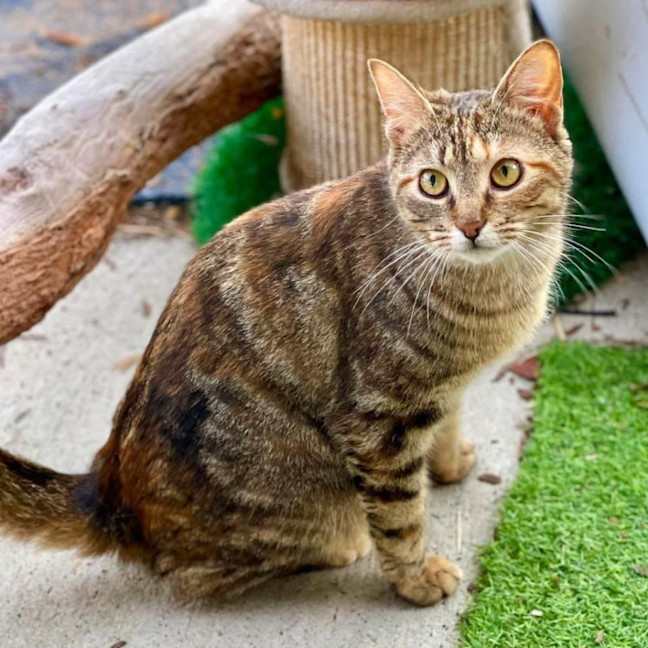 Photo of 11901   Brindle