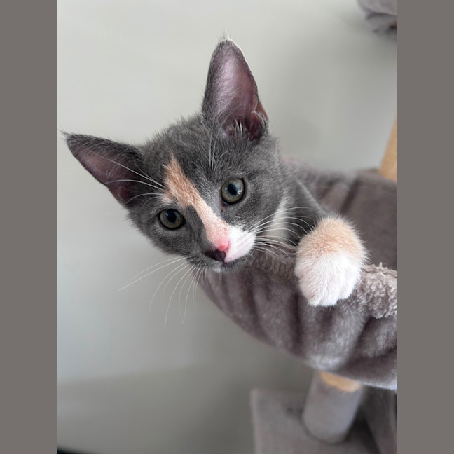 Photo of Meerkat 🐈 