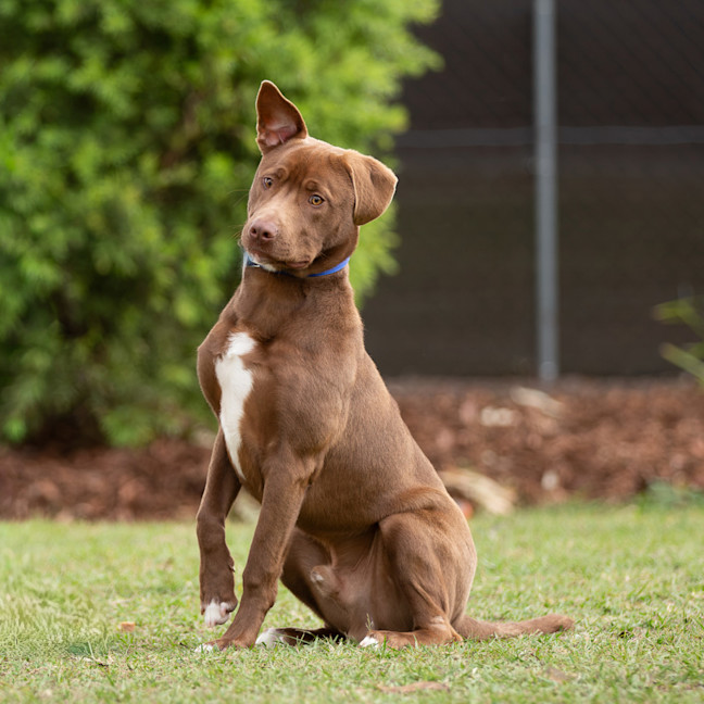 Photo of Romeo