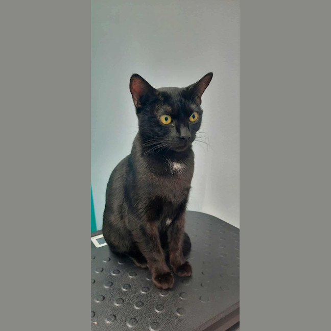 Photo of Georgie (C Mum 3)