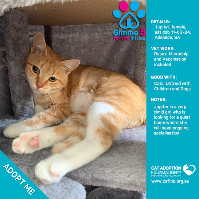 Photo of Jupiter Only $80 Fully Vetted!