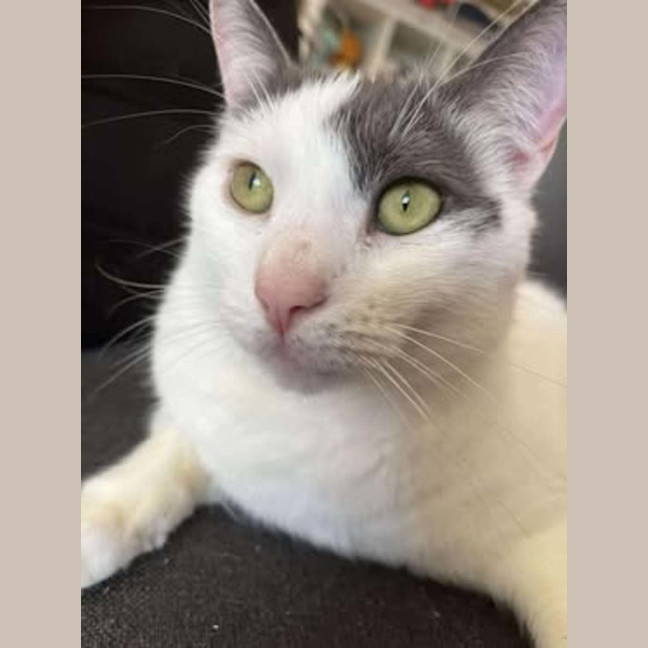 Photo of Chase**2nd Chance Cat Rescue**