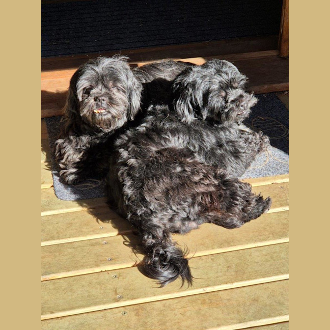 Photo of Dixie And Peppa Tamblyn