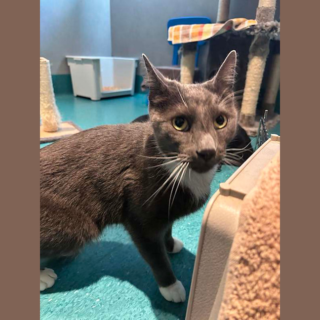 Photo of Sox