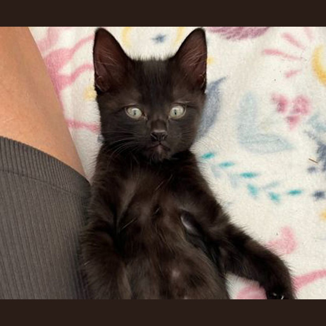 Photo of Midnight