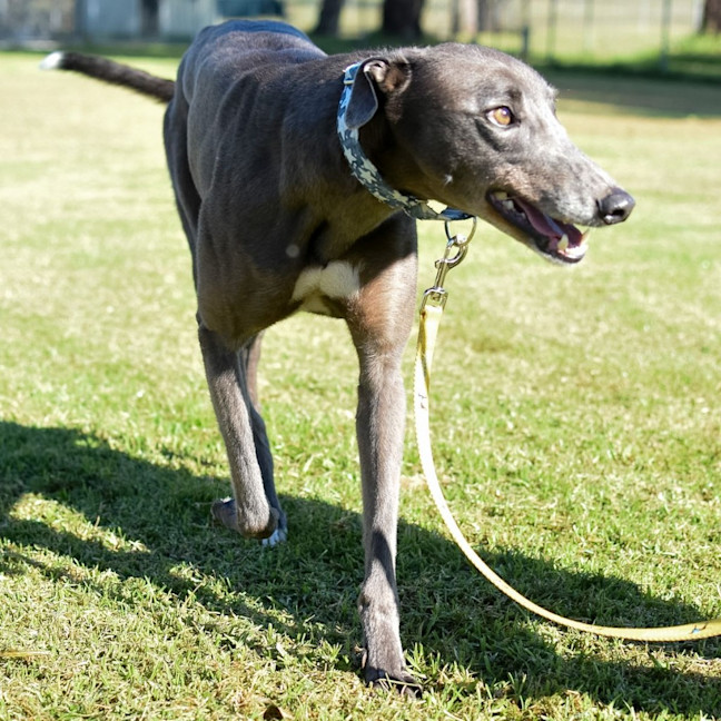 Photo of Plankton The Greyhound