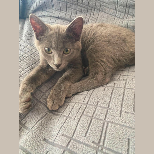Photo of Glitch